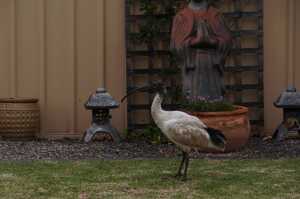 BLACK-HEADED-IBIS (12)